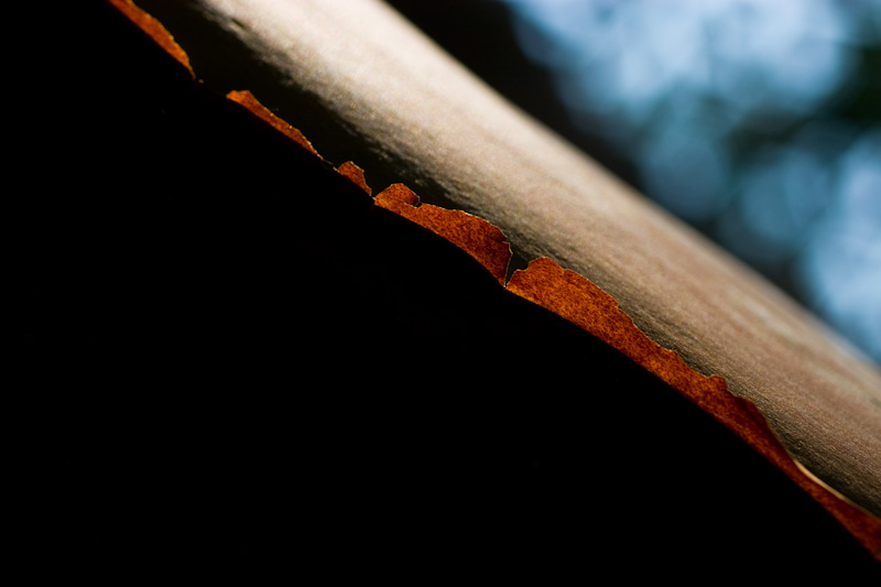 Pacific Madrone Bark Detail